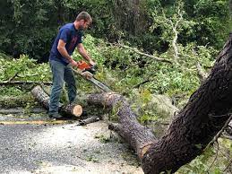 Why Choose Our Tree Removal Services in Chester, SC?