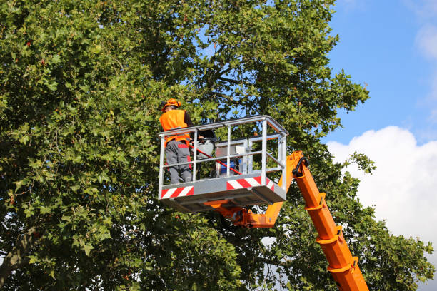 Professional  Tree Services in Chester, SC